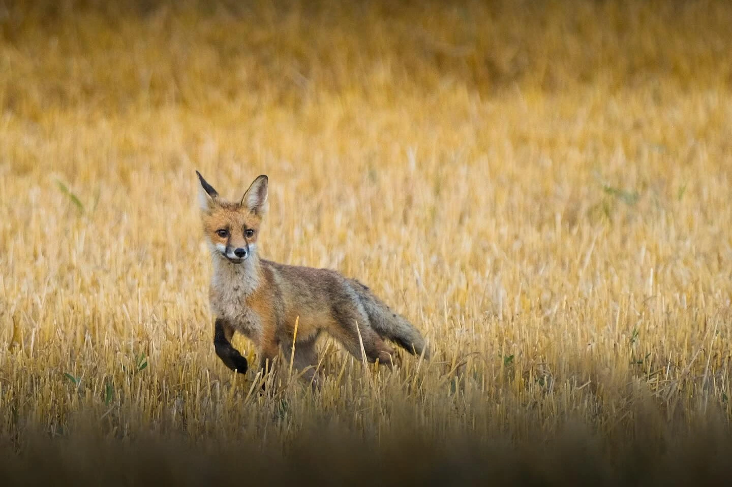 Wildlife galéria borítókép